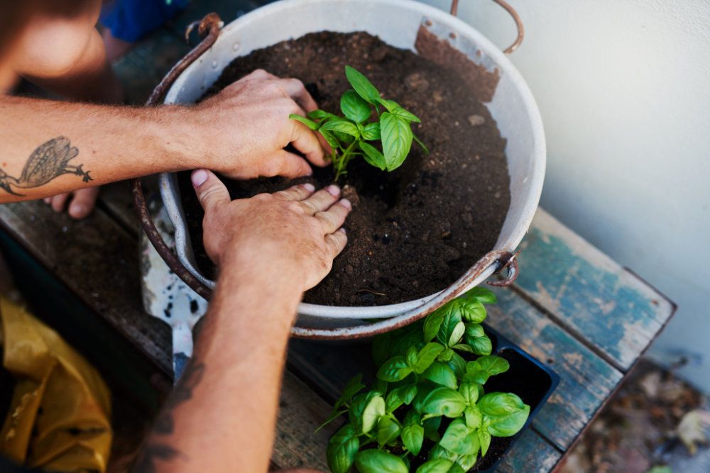 Mehr Harmonie erleben durch Zimmerpflanzen