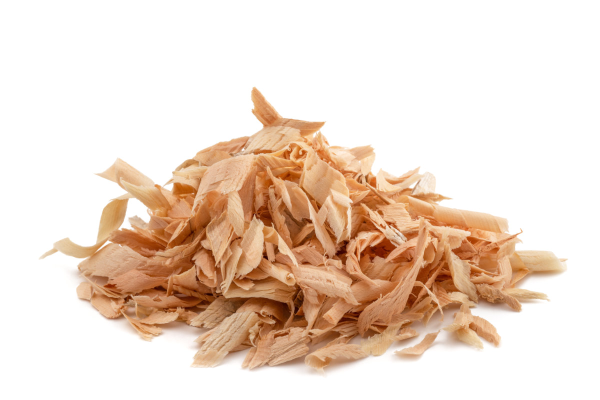 Zirbe – der Wunderbaum