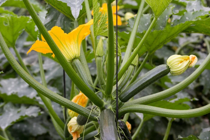 Zucchiniblüte