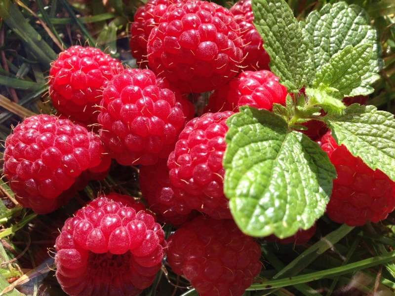 Himbeeren